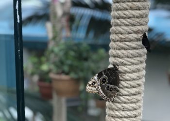 Konya ‘da Avrupa’nın En Büyük Tropikal Kelebek Bahçesi