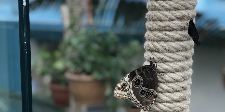 Konya ‘da Avrupa’nın En Büyük Tropikal Kelebek Bahçesi