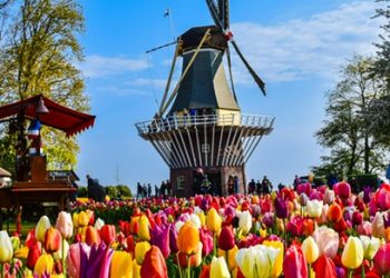 Hollanda’da Lale Bahçeleri Nerede ?