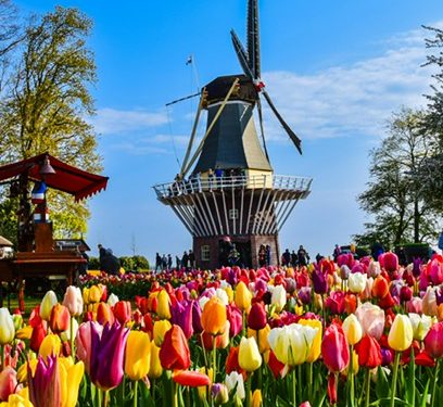Hollanda’da Lale Bahçeleri Nerede ?